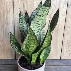 Sansevieria Futura Robusta Live Plant – 6 inch Pot – Indoor Snake Plant - Image 2