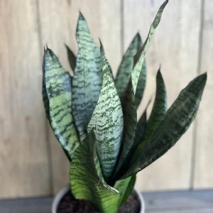 Sansevieria Futura Robusta Live Plant – 6 inch Pot – Indoor Snake Plant - Image 3