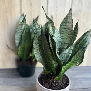 Sansevieria Futura Robusta Live Plant – 6 inch Pot – Indoor Snake Plant - Image 4