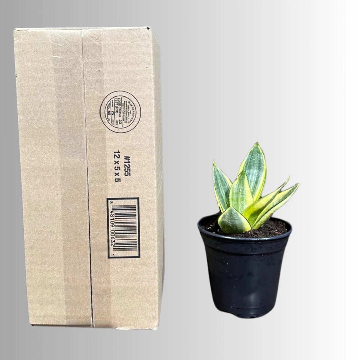 Sansevieria Gold Star Live Plant - Mini Snake Plant in 4 inch Pot - Air Purifying - Image 10