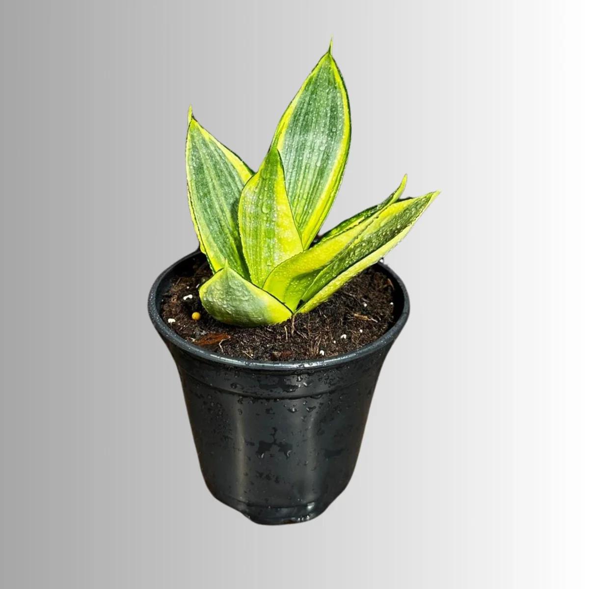 Sansevieria Gold Star Live Plant - Mini Snake Plant in 4 inch Pot - Air Purifying - Image 2