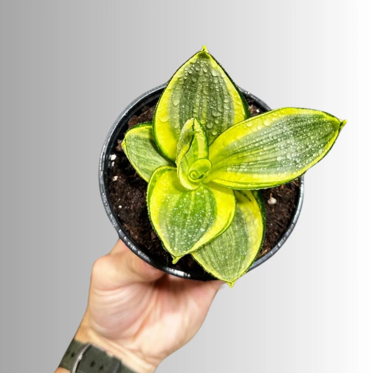 Sansevieria Gold Star Live Plant - Mini Snake Plant in 4 inch Pot - Air Purifying - Image 4