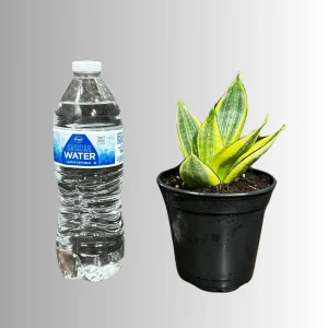 Sansevieria Gold Star Live Plant - Mini Snake Plant in 4 inch Pot - Air Purifying - Image 5