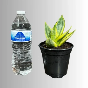 Sansevieria Gold Star Live Plant - Mini Snake Plant in 4 inch Pot - Air Purifying - Image 6