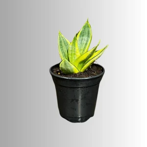 Sansevieria Gold Star Live Plant - Mini Snake Plant in 4 inch Pot - Air Purifying - Image 7