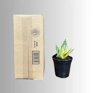 Sansevieria Gold Star Live Plant - Mini Snake Plant in 4 inch Pot - Air Purifying - Image 8