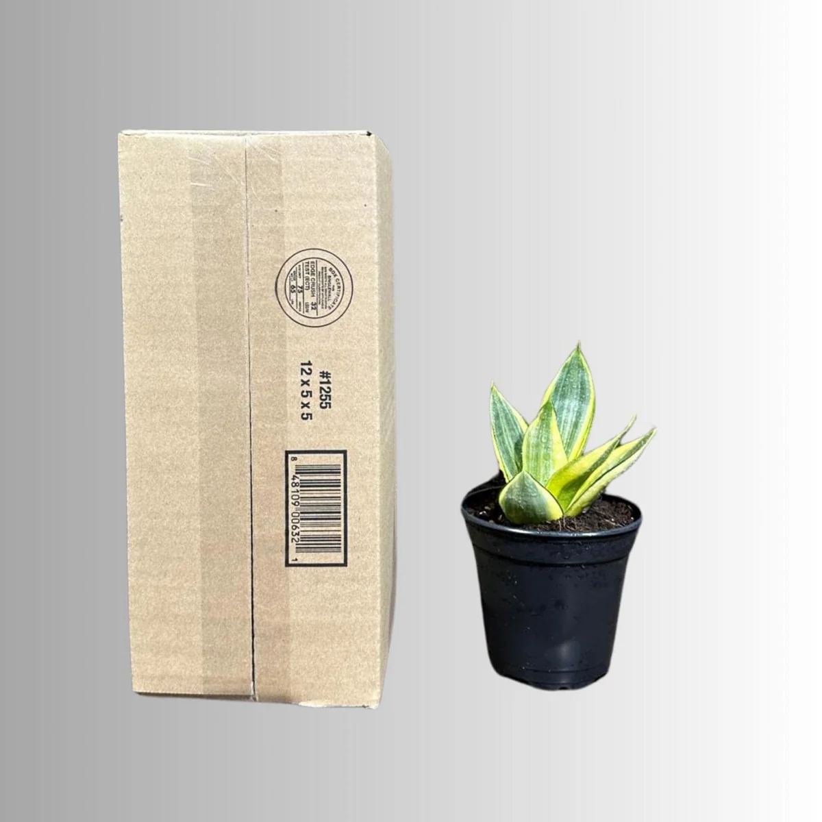 Sansevieria Gold Star Live Plant - Mini Snake Plant in 4 inch Pot - Air Purifying - Image 8