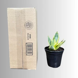 Sansevieria Gold Star Live Plant - Mini Snake Plant in 4 inch Pot - Air Purifying - Image 9