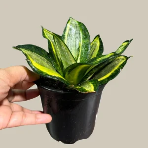 Sansevieria Gold Star Snake Plant - Live Houseplant - 3 inch Pot - Air Purifying Indoor Plant - Image 3