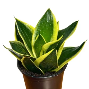 Sansevieria Hahnii Live Plant – Bird's Nest Snake Plant – 4" Pot – Indoor - Image 2