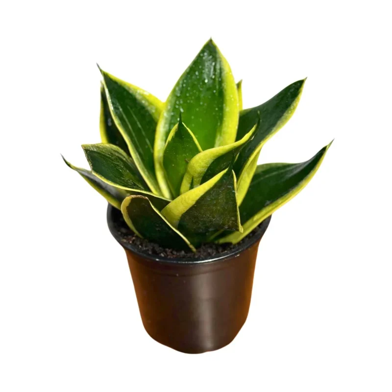 Bird's Nest Sansevieria Green 4in