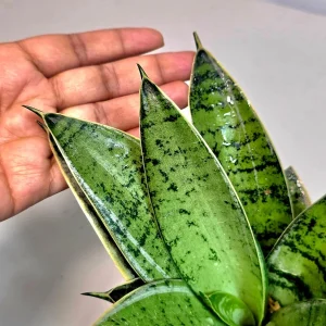 Sansevieria Hahnii Silver Star Live Plant - Bird's Nest Snake Plant - 4 inch Pot - Indoor - Image 3