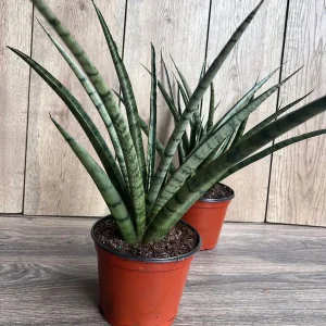 Sansevieria Javancia Live Plant 4 inch Pot - Indoor Snake Plant - Image 1