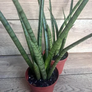 Sansevieria Javancia Live Plant 4 inch Pot - Indoor Snake Plant - Image 4