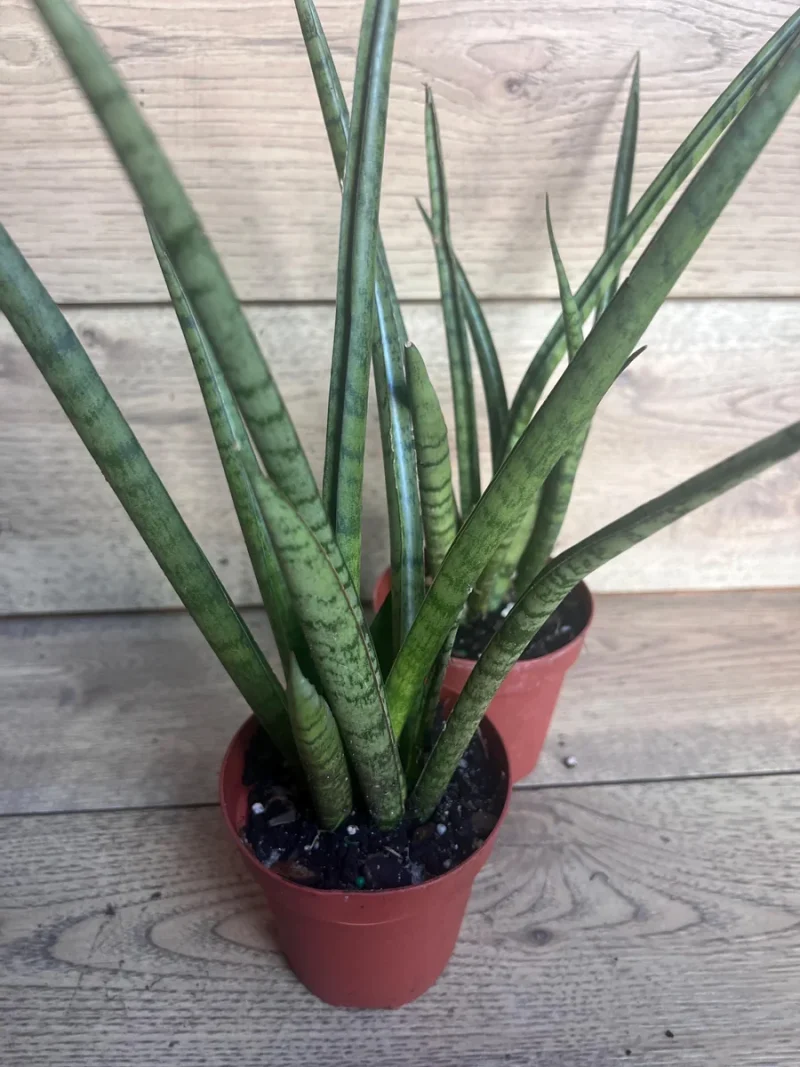 succulent plants for hanging baskets Succulent Hanging Basket 3-pack: Trailing Succulents - Easy Plant Care -  (3.5") - Crassula - Sedum - Drought Tolerant Plants - Senecio