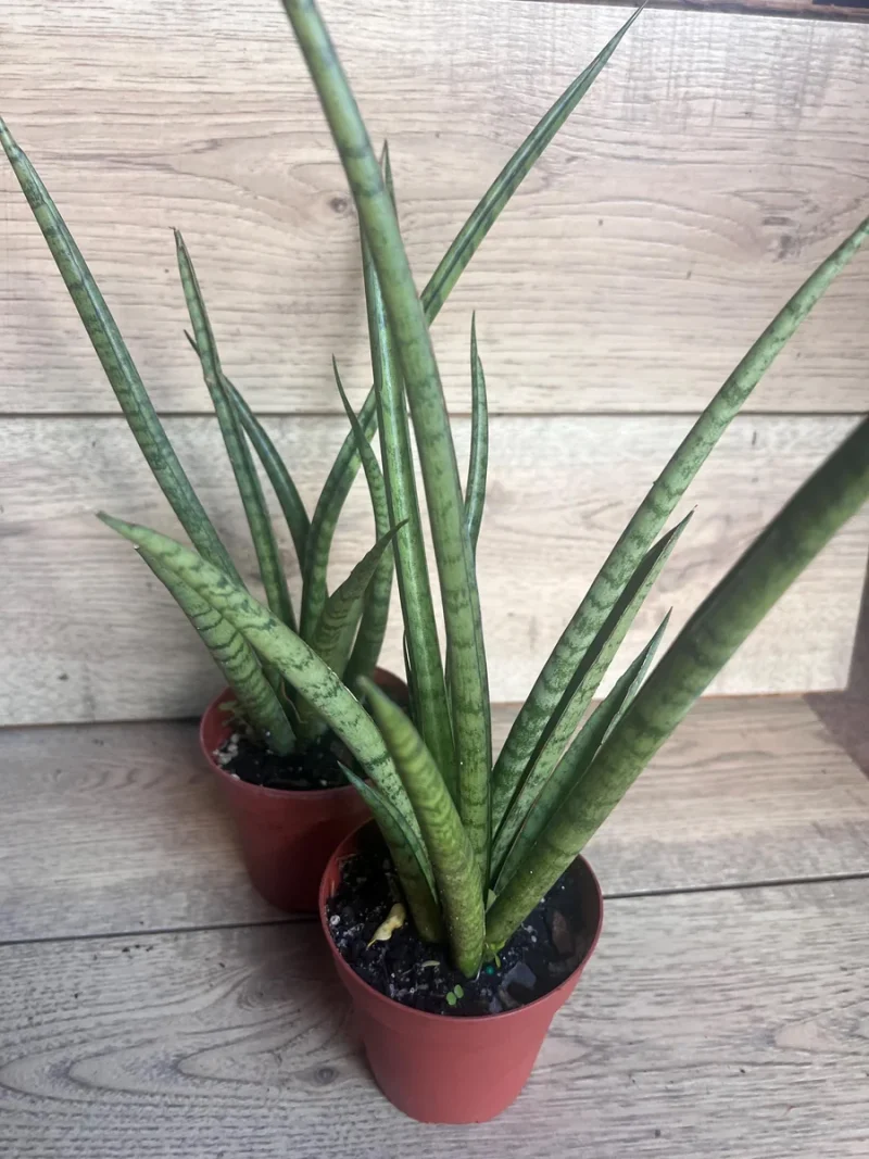 prickly pear cactus plants for sale Nopal Prickly Pear