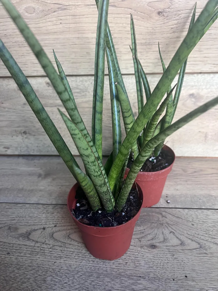 Sansevieria Javancia Live Plant 4 inch Pot - Indoor Snake Plant - Image 6