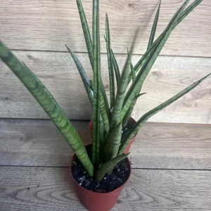 Sansevieria Javancia Live Plant 4 inch Pot - Indoor Snake Plant - Image 7