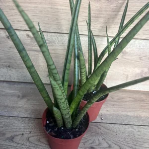 Sansevieria Javancia Live Plant 4 inch Pot - Indoor Snake Plant - Image 8