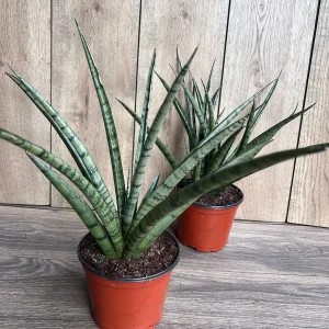 Sansevieria Javancia Live Plant - 6 inch Pot - Snake Plant Indoor - Image 4