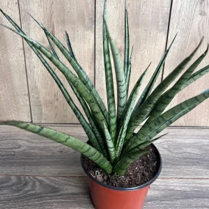 Sansevieria Javancia Live Plant - 6 inch Pot - Snake Plant Indoor - Image 9
