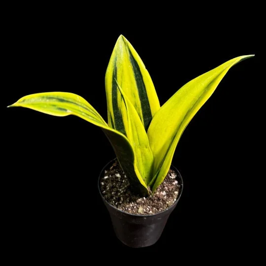 Sansevieria La Rubia Snake Plant - Live Houseplant - Gold Color - Air Purifying - Image 2