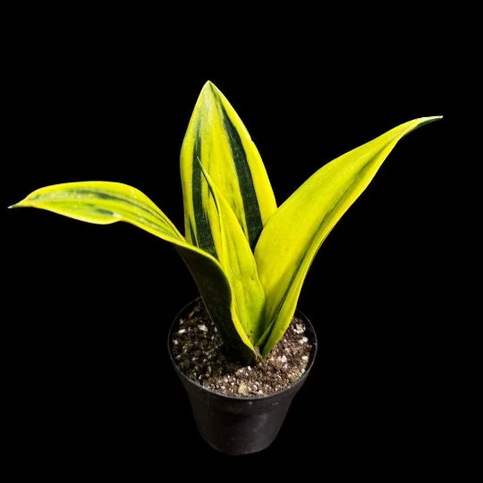 Sansevieria La Rubia Snake Plant - Live Houseplant - Gold Color - Air Purifying - Image 1