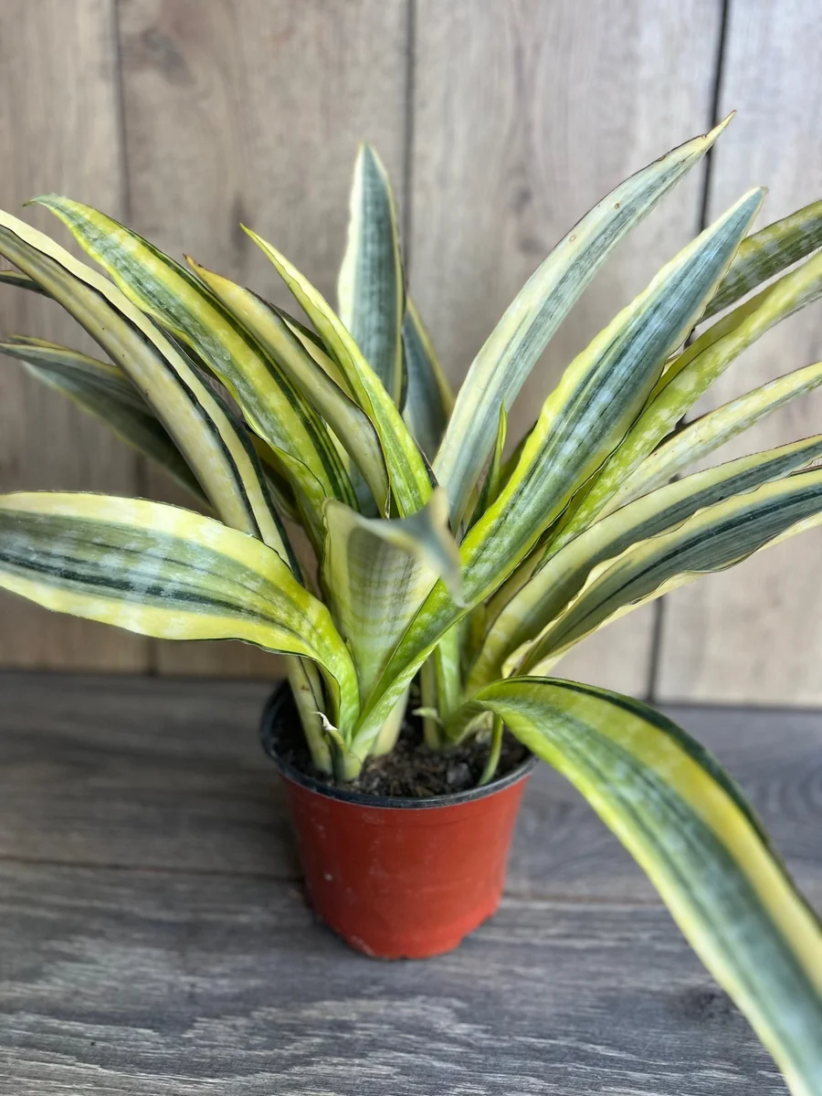 Sansevieria Lauren Snake Plant – Live Plant – 6 inch Pot – Indoor Air Purifier - Image 2