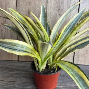 Sansevieria Lauren Snake Plant – Live Plant – 6 inch Pot – Indoor Air Purifier - Image 3