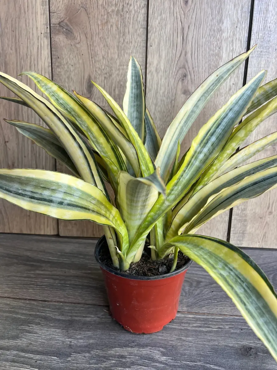Sansevieria Lauren Snake Plant – Live Plant – 6 inch Pot – Indoor Air Purifier - Image 3