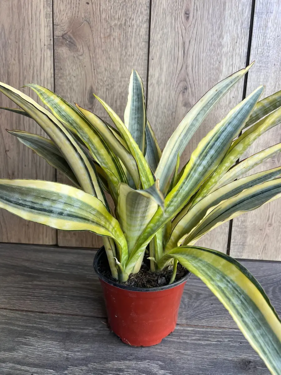 Sansevieria Lauren Snake Plant – Live Plant – 6 inch Pot – Indoor Air Purifier - Image 4
