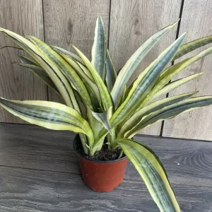 Sansevieria Lauren Snake Plant – Live Plant – 6 inch Pot – Indoor Air Purifier - Image 5