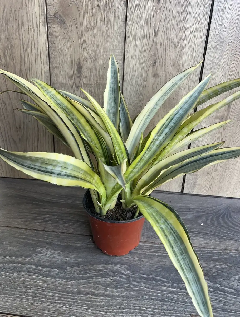 Sansevieria Lauren Snake Plant – Live Plant – 6 inch Pot – Indoor Air Purifier - Image 5