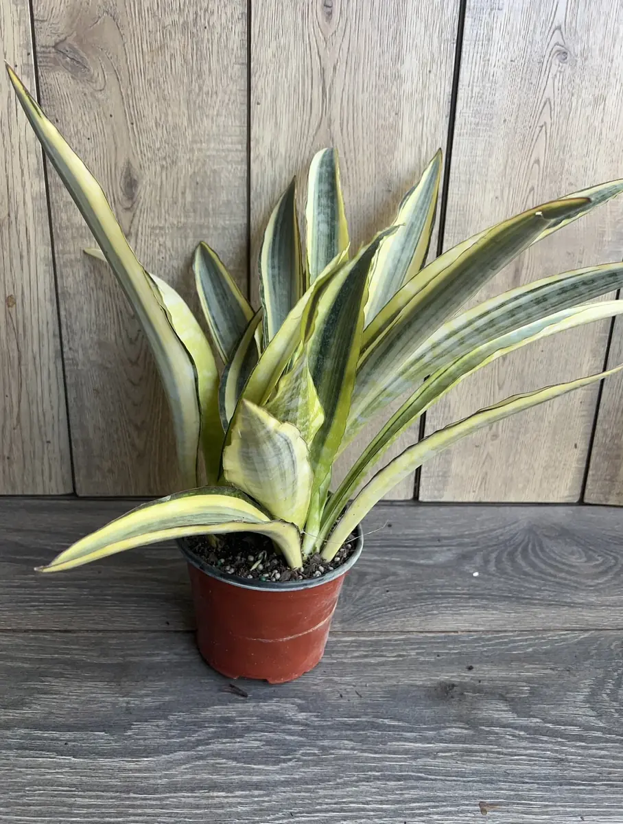 Sansevieria Lauren Snake Plant – Live Plant – 6 inch Pot – Indoor Air Purifier - Image 6