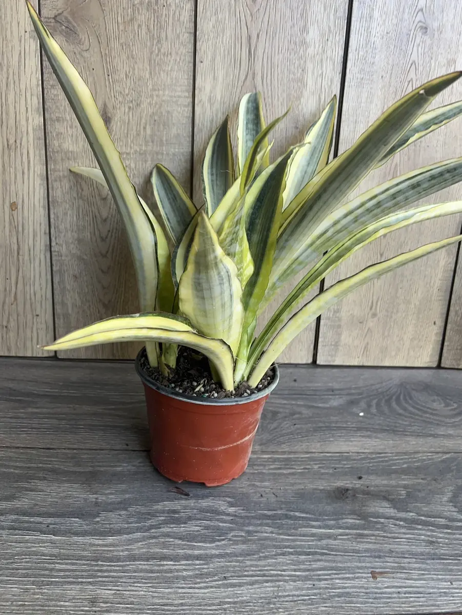 Sansevieria Lauren Snake Plant – Live Plant – 6 inch Pot – Indoor Air Purifier - Image 7