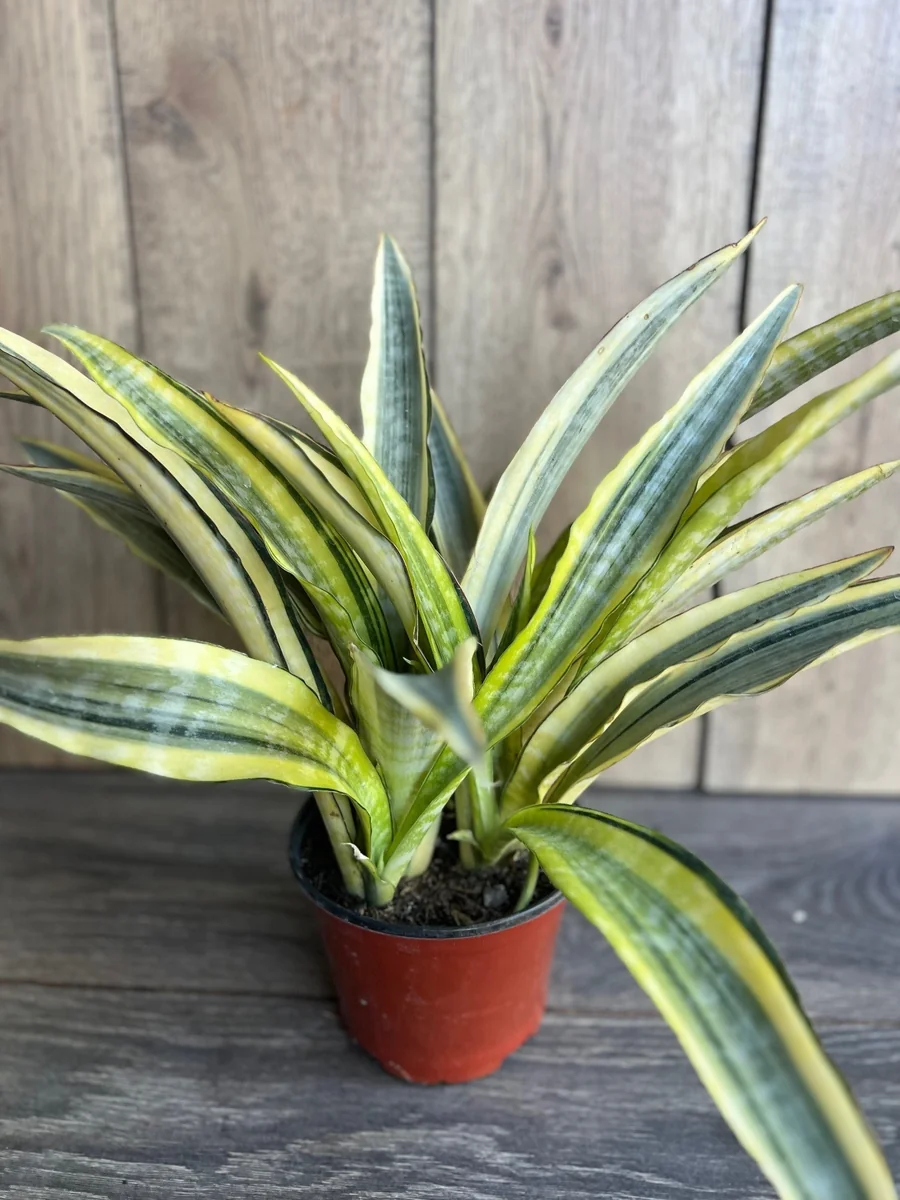 Sansevieria Lauren Snake Plant – Live Plant – 6 inch Pot – Indoor Air Purifier - Image 1
