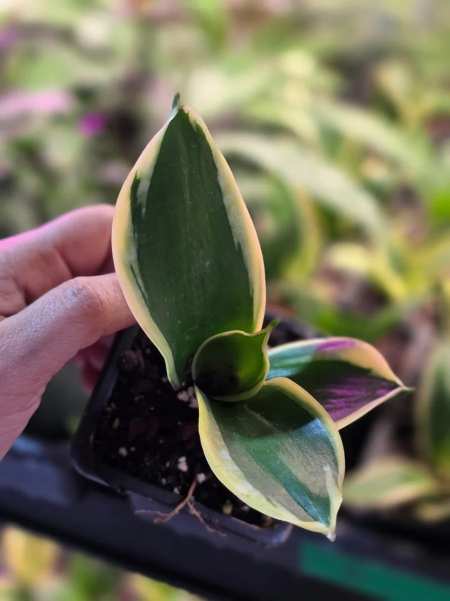 Sansevieria Laurentii Live Plant – Snake Plant – 2 inch Nursery Pot – Indoor Houseplant - Image 3