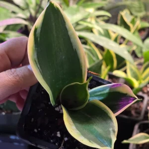 Sansevieria Laurentii Live Plant – Snake Plant – 2 inch Nursery Pot – Indoor Houseplant - Image 4