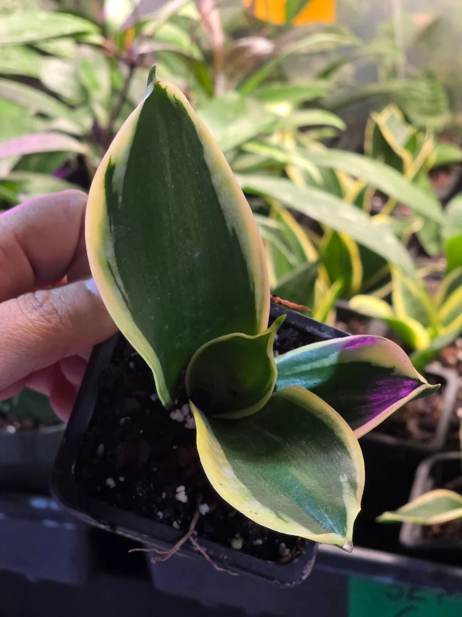 Sansevieria Laurentii Live Plant – Snake Plant – 2 inch Nursery Pot – Indoor Houseplant - Image 4