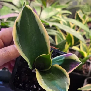 Sansevieria Laurentii Live Plant – Snake Plant – 2 inch Nursery Pot – Indoor Houseplant - Image 5