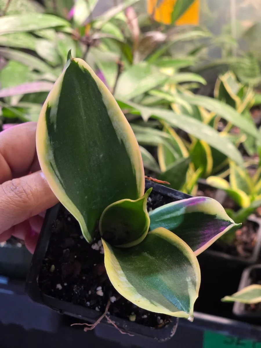 Sansevieria Laurentii Live Plant – Snake Plant – 2 inch Nursery Pot – Indoor Houseplant - Image 5