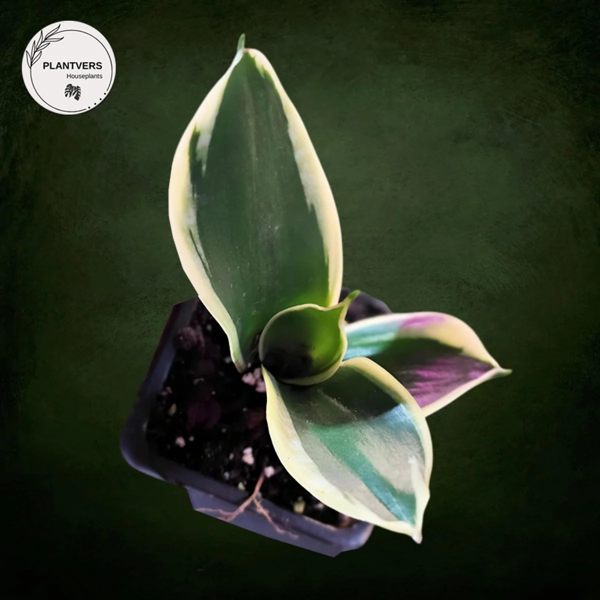 Sansevieria Laurentii Live Plant – Snake Plant – 2 inch Nursery Pot – Indoor Houseplant - Image 1