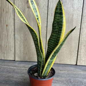 Sansevieria Laurentii Snake Plant Live Plant – 4 inch Pot – Indoor Air Purifier - Image 4