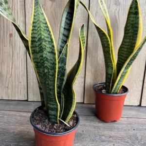 Sansevieria Laurentii Snake Plant Live Plant – 4 inch Pot – Indoor Air Purifier - Image 6
