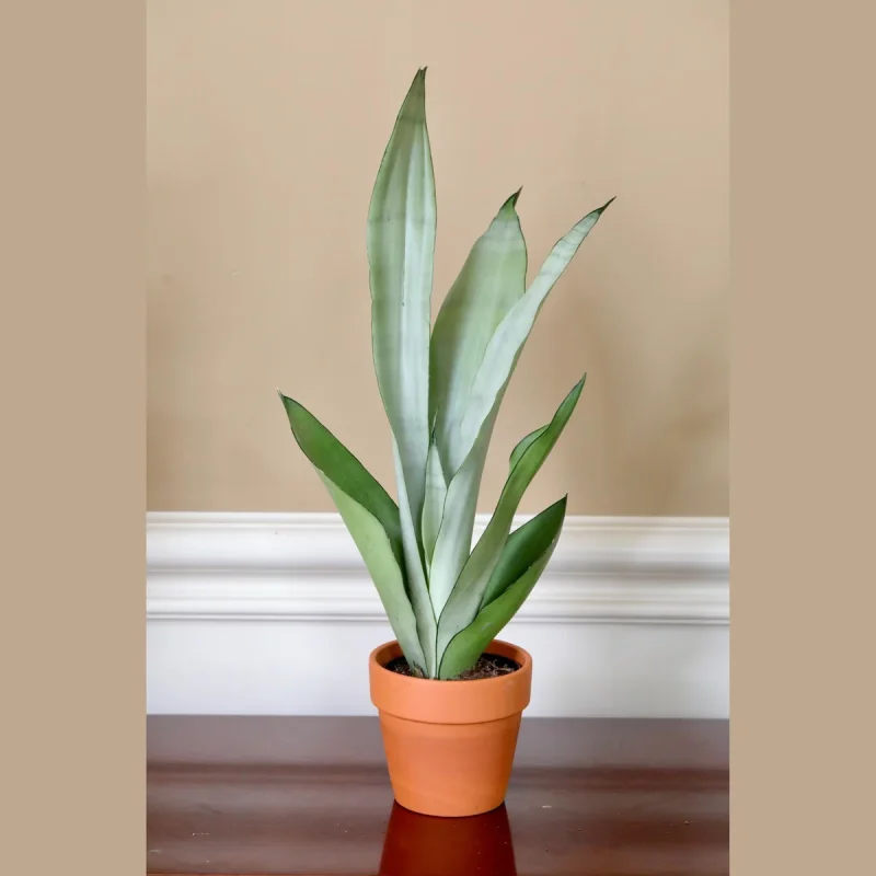 Sansevieria Masoniana Moonshine Snake Plant in 3" Pot