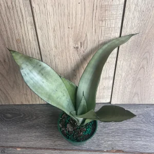 Sansevieria Moonshine Live Plant - Silver Snake Plant - 4 inch Pot - Indoor Houseplant - Image 2