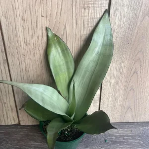 Sansevieria Moonshine Live Plant - Silver Snake Plant - 4 inch Pot - Indoor Houseplant - Image 4