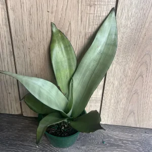 Sansevieria Moonshine Live Plant - Silver Snake Plant - 4 inch Pot - Indoor Houseplant - Image 5