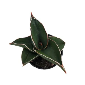 Sansevieria Samurai Snake Plant - Live Houseplant - 2 inch Pot - Indoor - Image 2