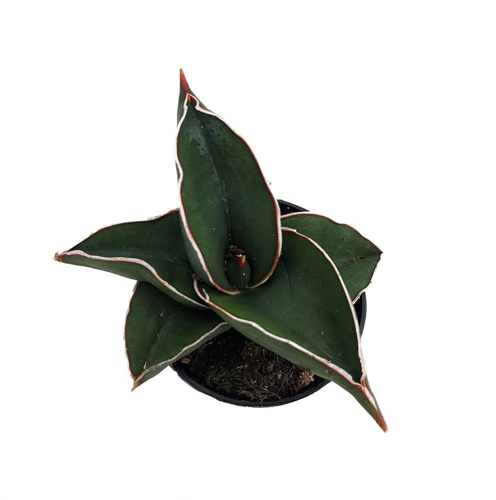 Sansevieria Samurai Snake Plant - Live Houseplant - 2 inch Pot - Indoor - Image 2